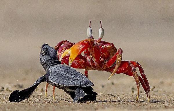 《海绵宝宝》现实版蟹老板以大欺小榄蠵龟